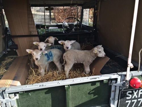 SXF 777 and lambs